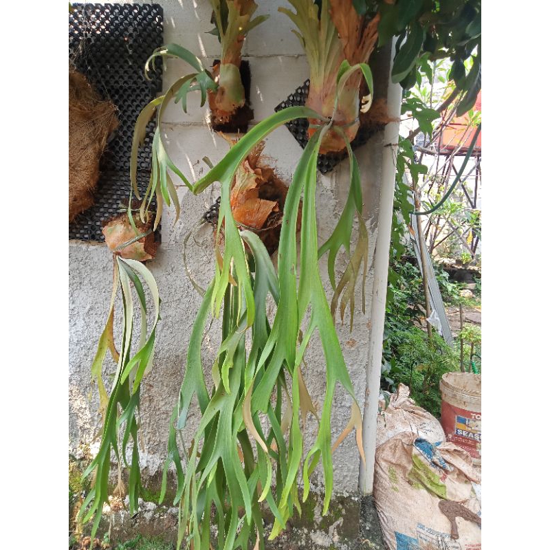 Platycerium Tanduk rusa tanaman gantung tanduk rusa