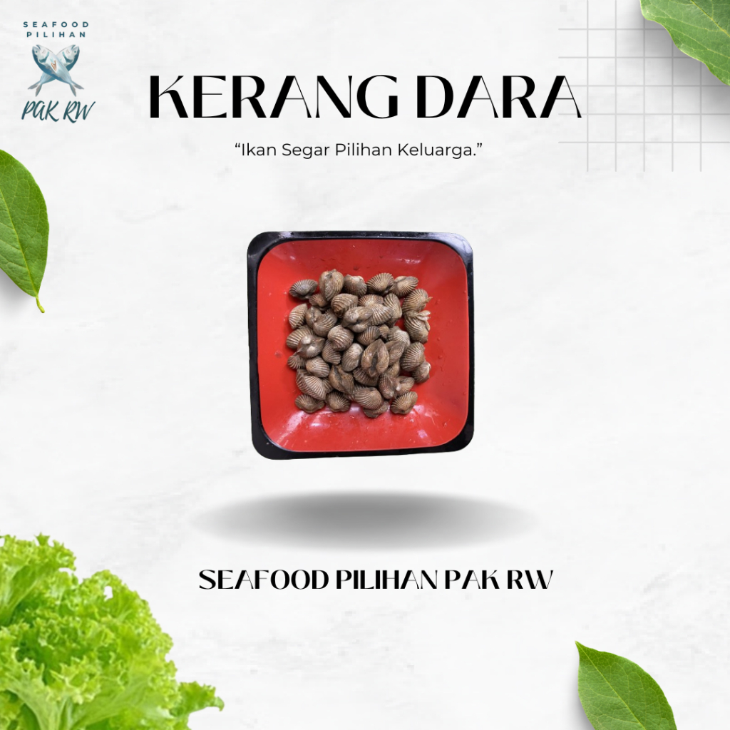 

Kerang Dara