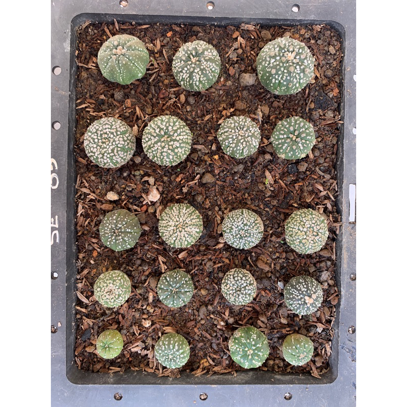 Tanaman Hias Astrophytum Super Kabuto