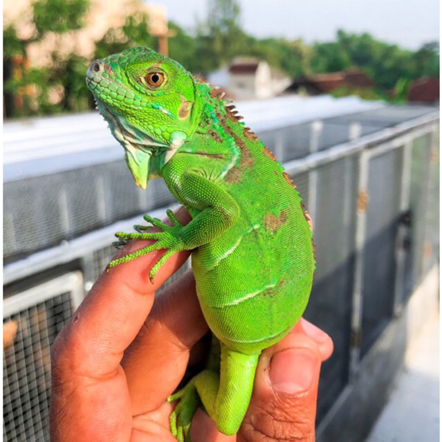 Mainan green iguana colombia baby // iguana hijau