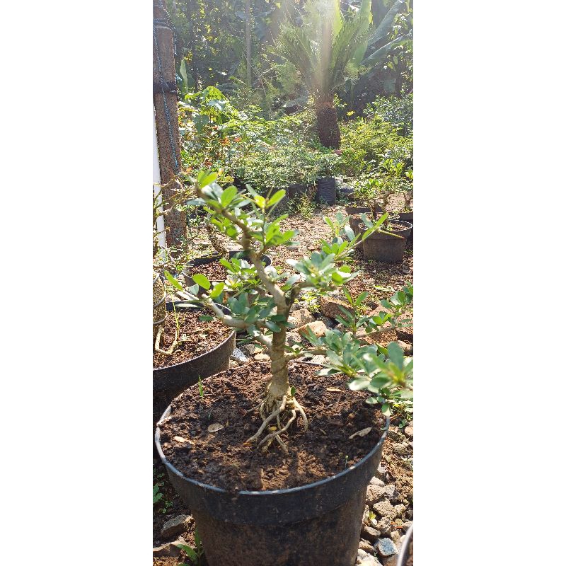 Bahan bonsai saeng simbur