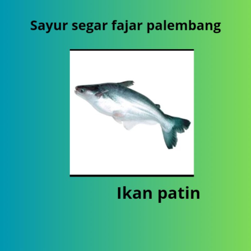 

ikan patin fresh