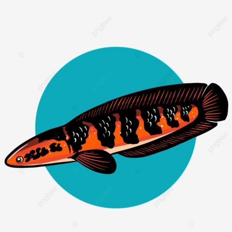 

stiker RED BARITO