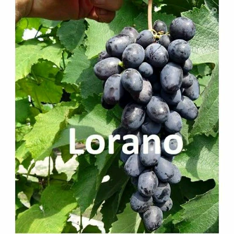 

bibit anggur import lorano