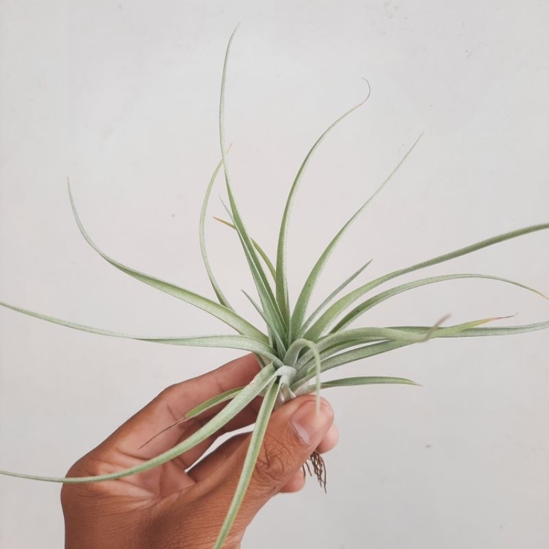 Tillandsia Betty (brachycaulos x xerographica)