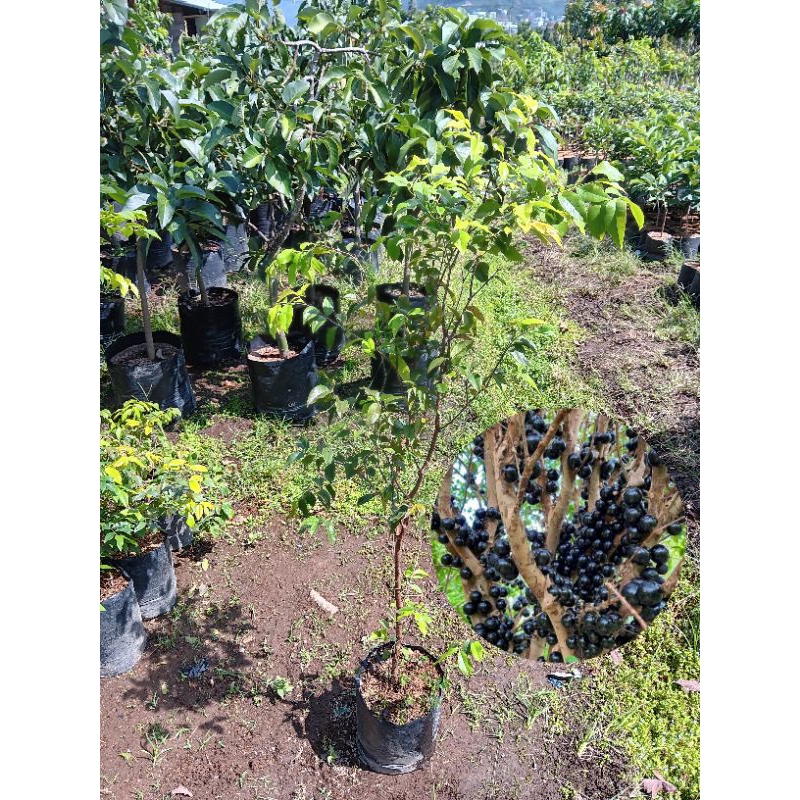 Bibit Tanaman Buah Anggur Pohon | Anggur Pohon