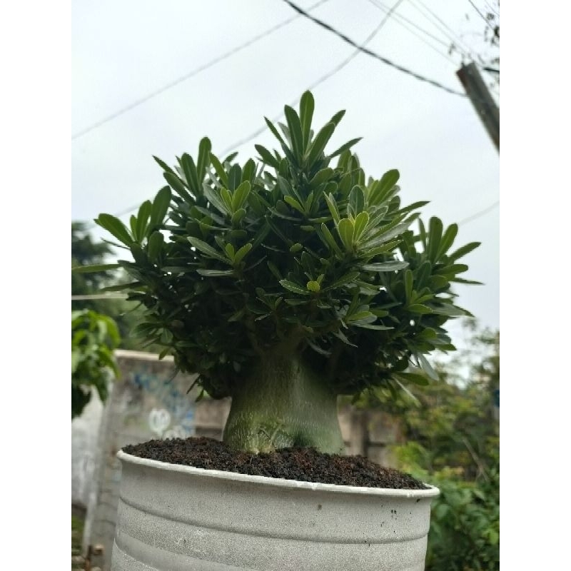 Cabser Jumbo "Cabang Seribu"