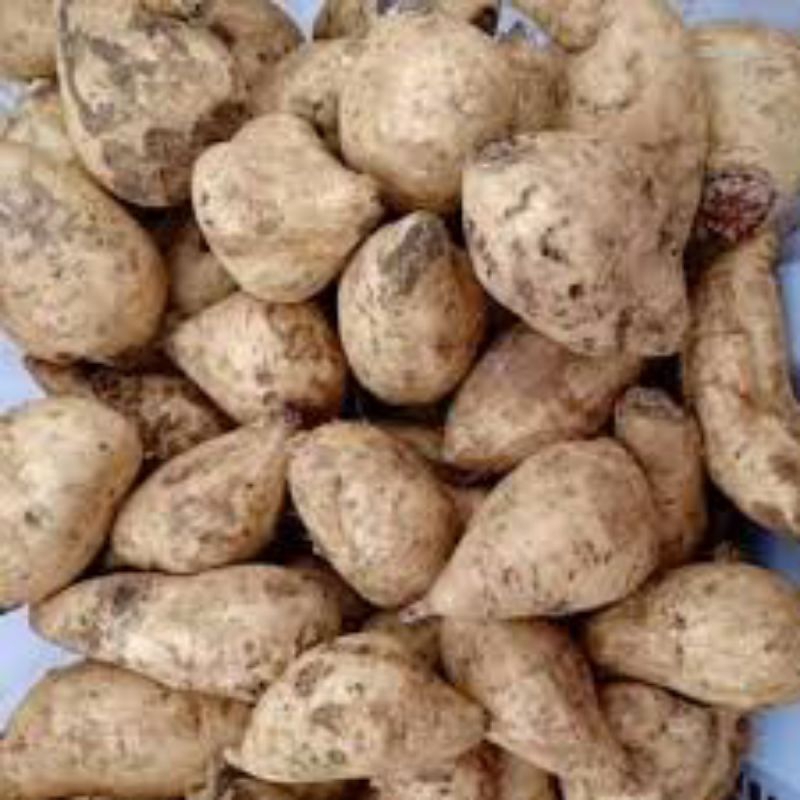 

ubi putih 1kg murah / ubi putih asli / ubi asli murah