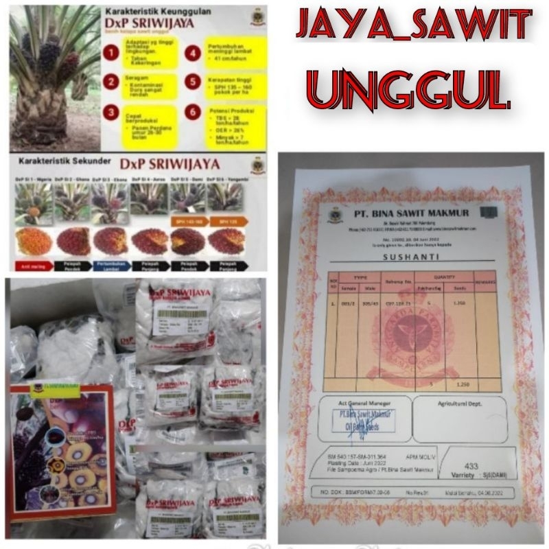 Benih polong sawit DxP SRIWIJAYA 6