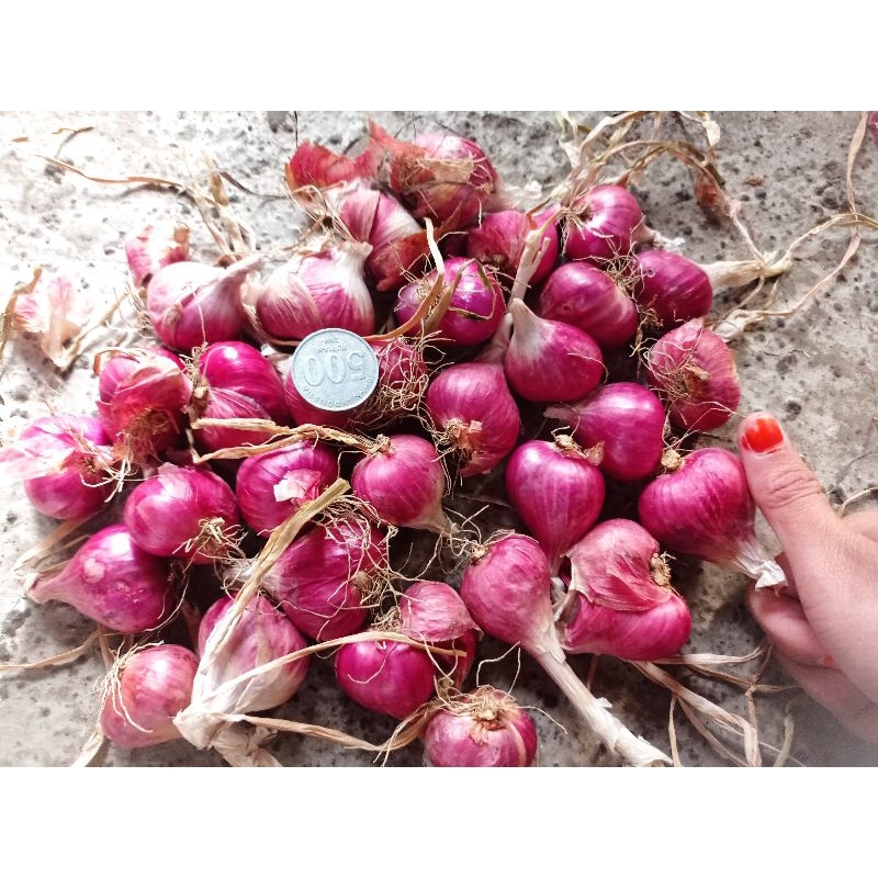 

bawang merah super