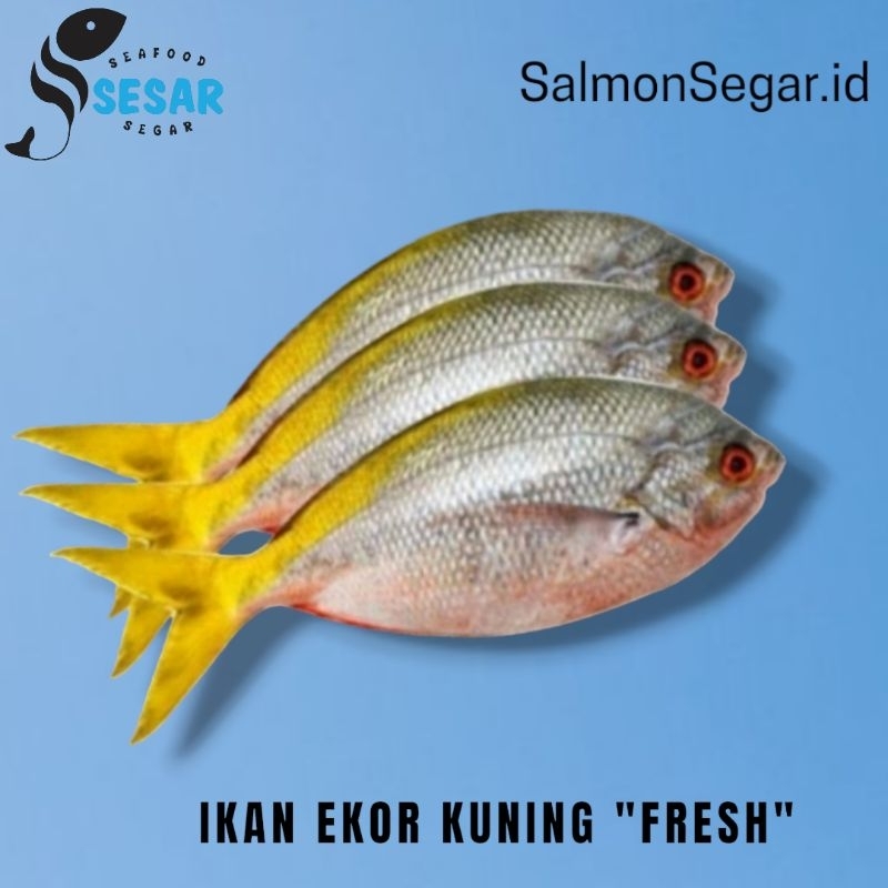 

Ikan Ekor Kuning Segar 1kg - Ikan Laut Fresh