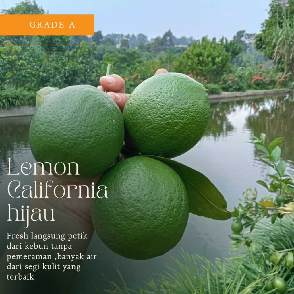 

JERUK LEMON CALIFORNIA GRADE A 1KG / JERUK LEMON SUPER / LEMON CALIFORNIA /LEMON ASLI