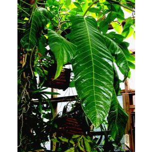 tanaman hias anthurium spectabile jumbo