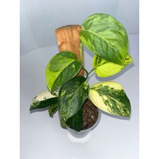 tanaman hias scindapsus Jade satin variegata