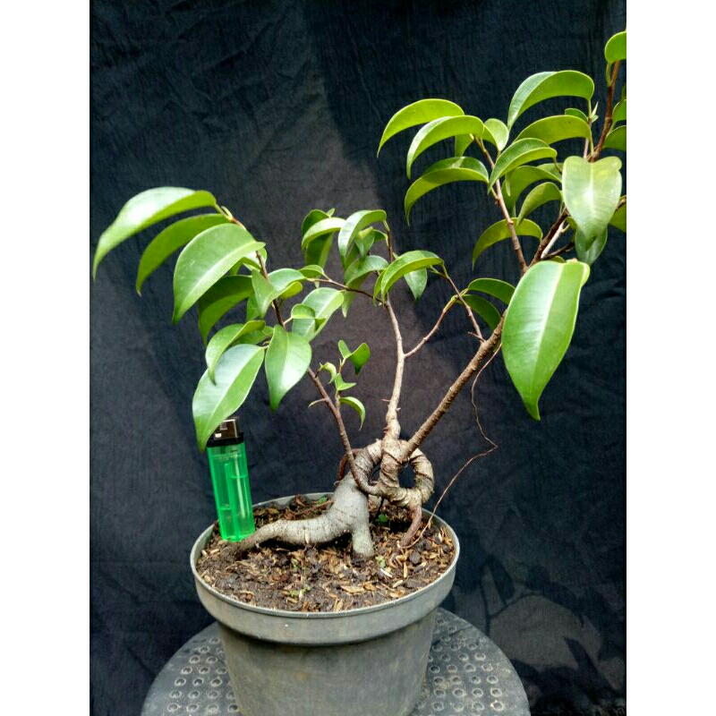 bahan bonsai bringin benjamin ginseng Dari biji