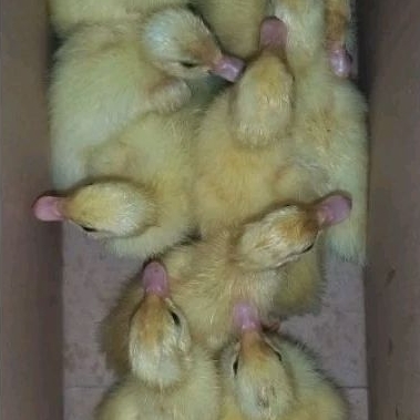 mentok jumbo blitar, dod mentok jumbo