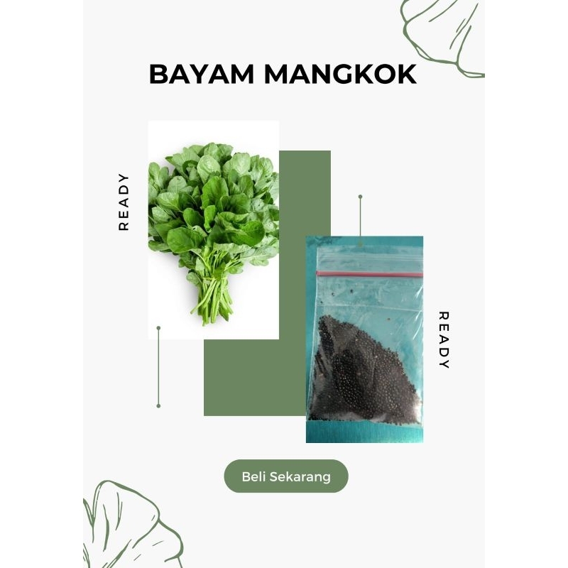 

Bayam mangkok