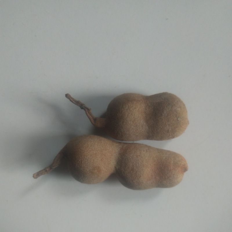 

asam jawa (tamarind)