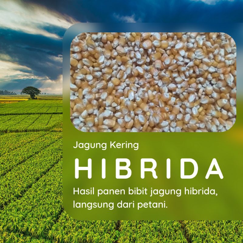 

Pakan Jagung - Jagung Kering bibit hibrida - Jagung Pipil