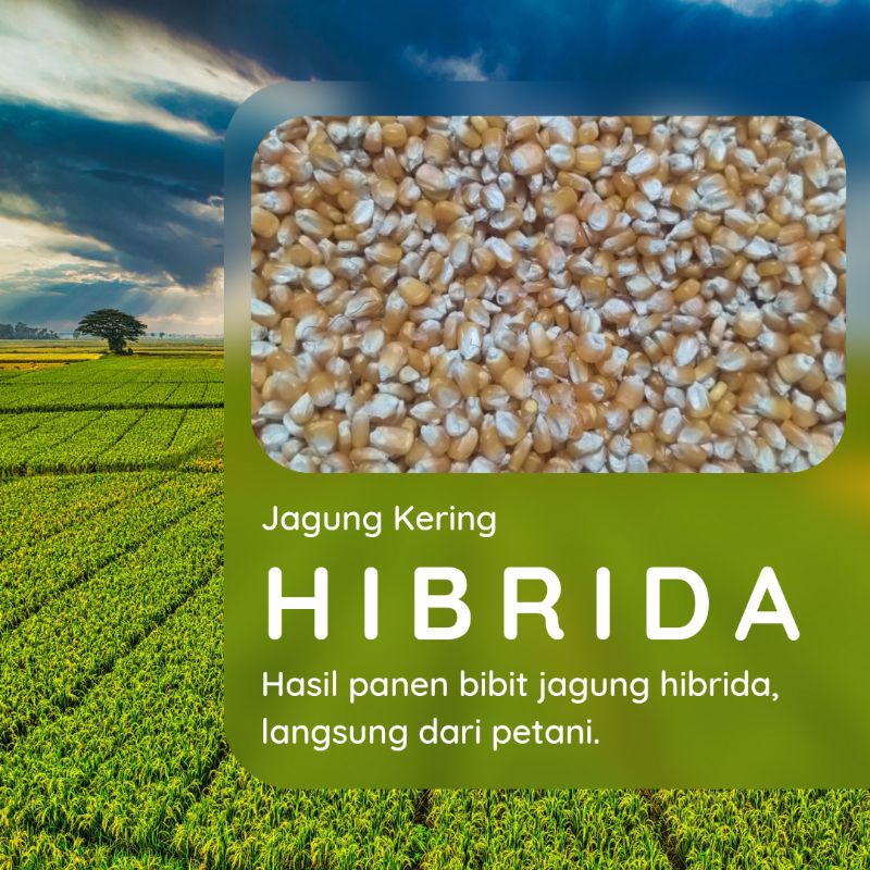 Pakan Jagung - Jagung Kering bibit hibrida - Jagung Pipil