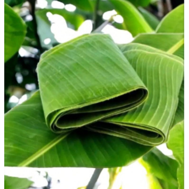 

Daun pisang fresh buat bungkus makanan.