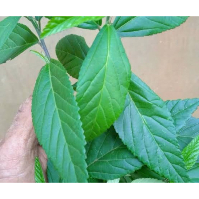 

Daun sidaguri jantan daun sidoguri segar 1 kg-az