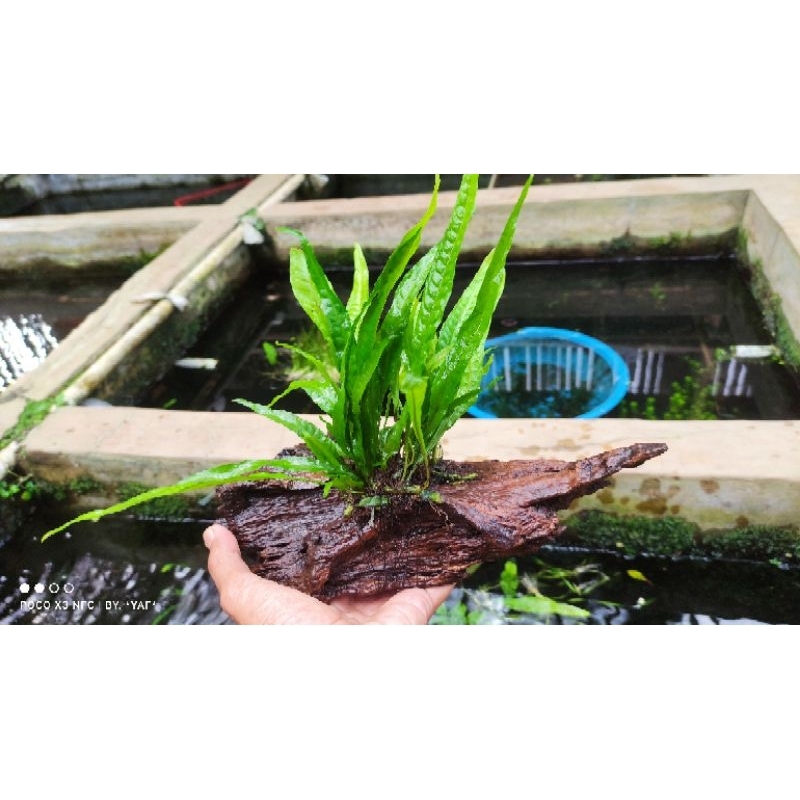 kadaka media kayu rentek aquarium