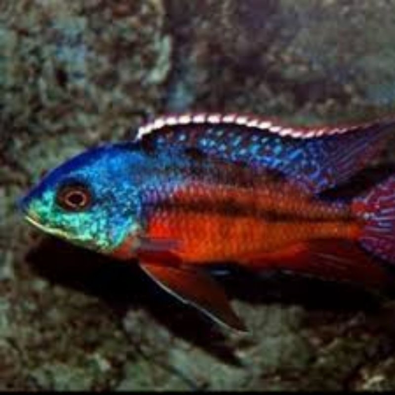 cichlid red empress 3cm