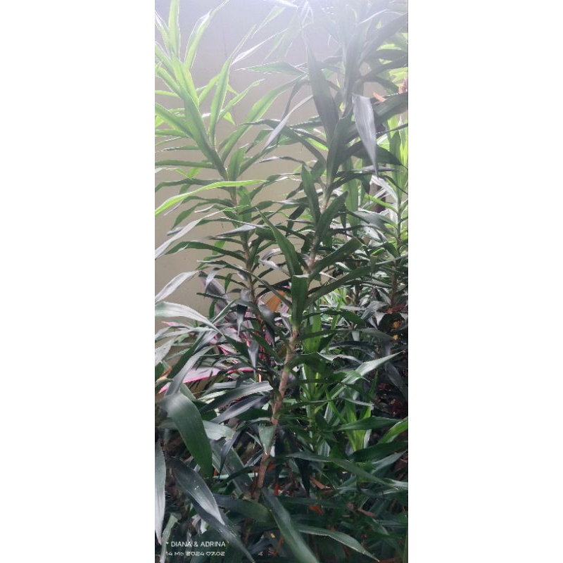 

DAUN SUJI SEGAR PERLEMBAR