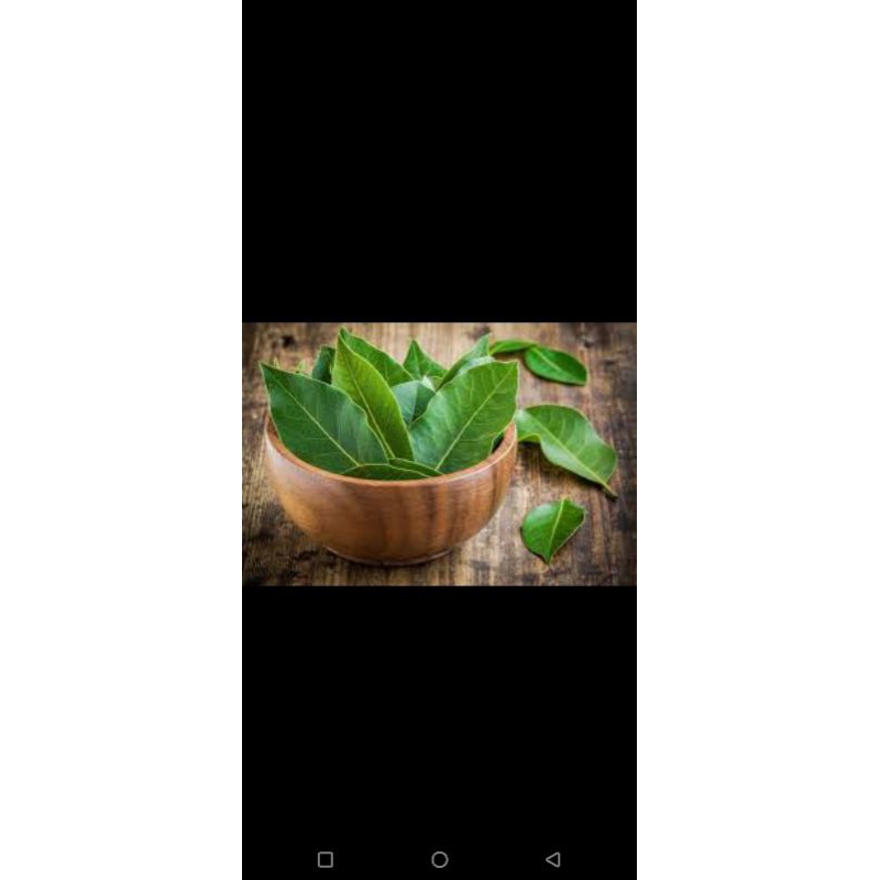 

daun salam segar 30 lembar