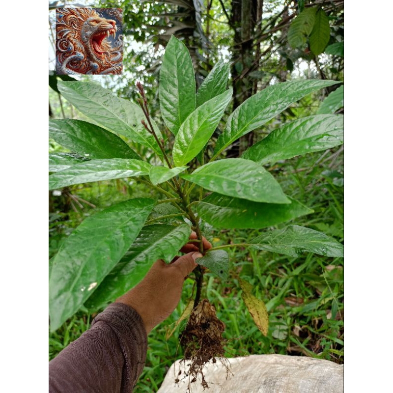 

Reundeu lalapan daun Bibit tanaman Rendeu