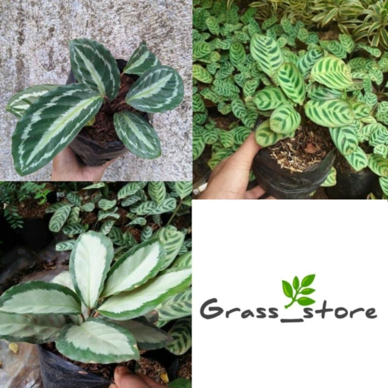 PROMO Paket 3 tanaman hias Calathea - tanaman calathea