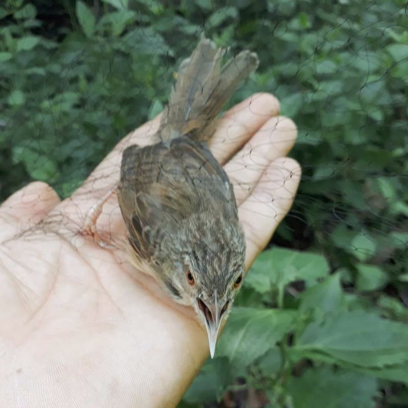 R3y jaring burung prenjak 10 meter siap pakai tinggal pasang jaring burung kecil 10m jaring burcil