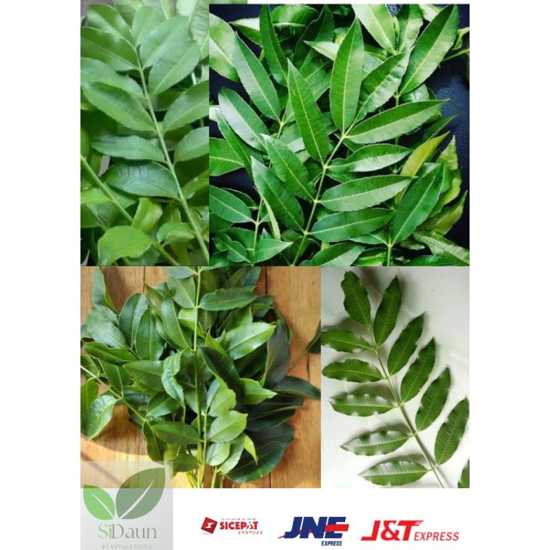 

Daun Kedondong Fresh Segar /250gram