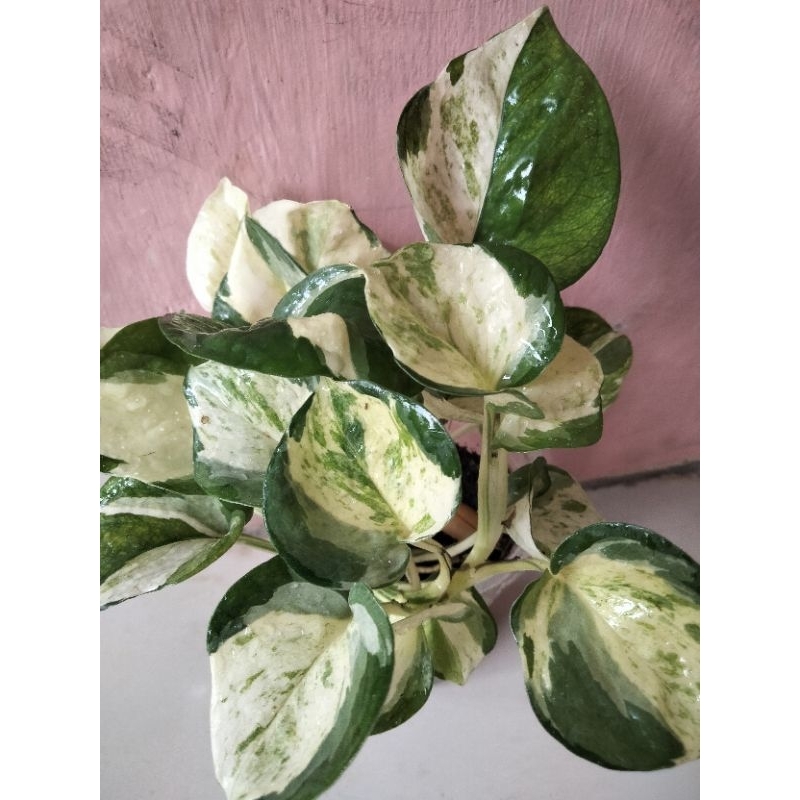 sirih manjula keong rimbun