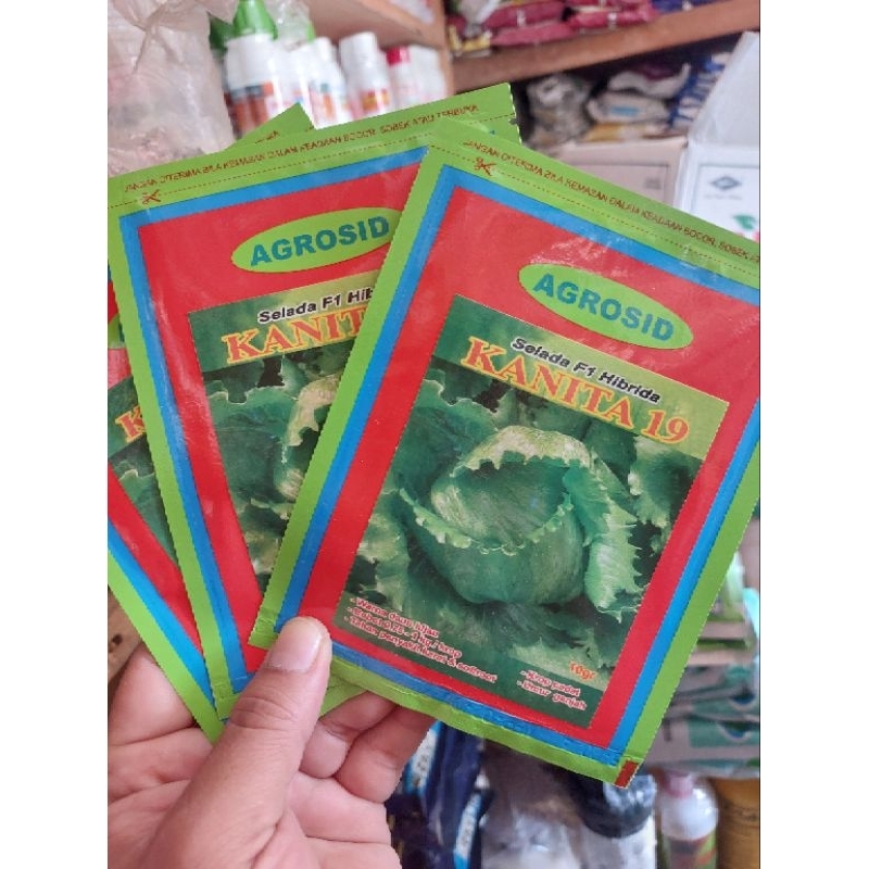 Selada Bulat F1 Kanita AGROSID