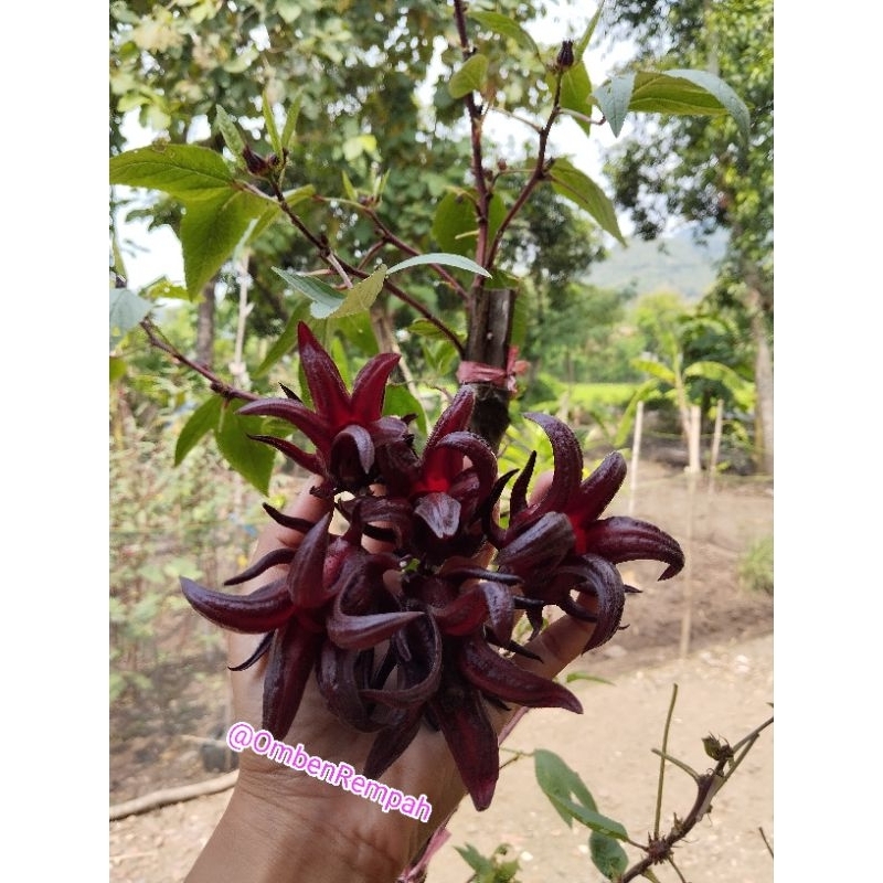 

Rosella Ungu Fresh/Segar