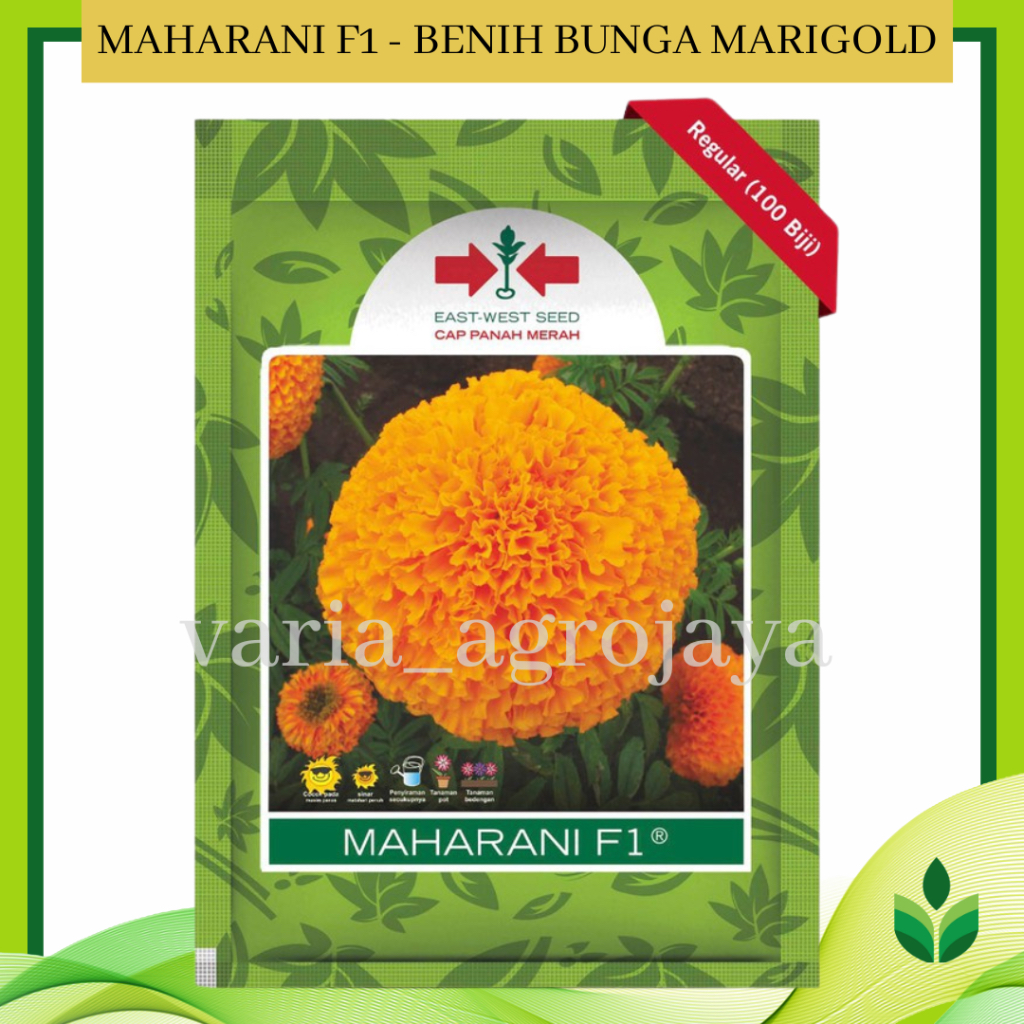 Benih Bibit Bunga Marigold Maharani F1 100 Biji - Cap Panah Merah