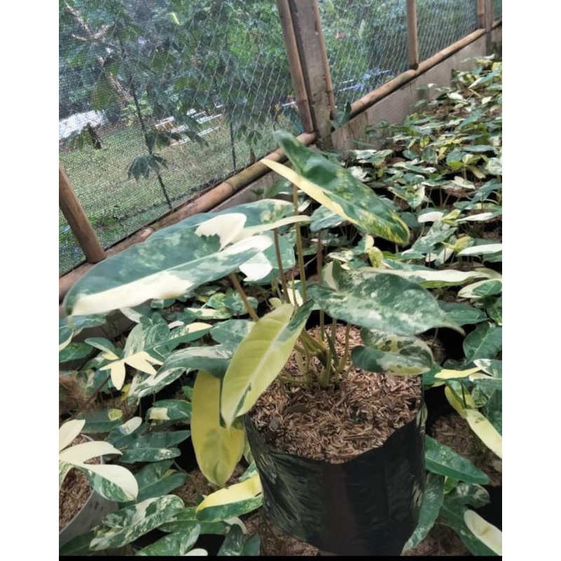 burlemax varigata tanaman burlemax varigata brekele varigata- pohon phillo brekele