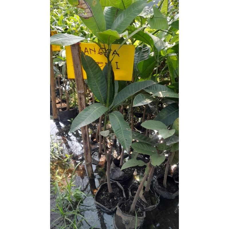 bibit mangga kweni