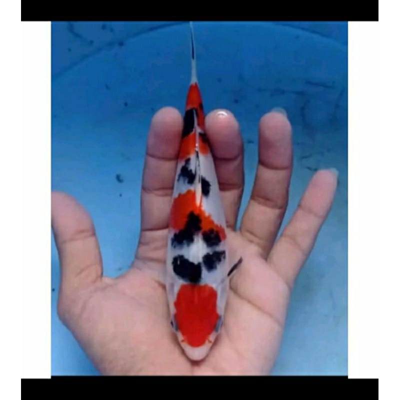

koi sanke paket 5 ekor
