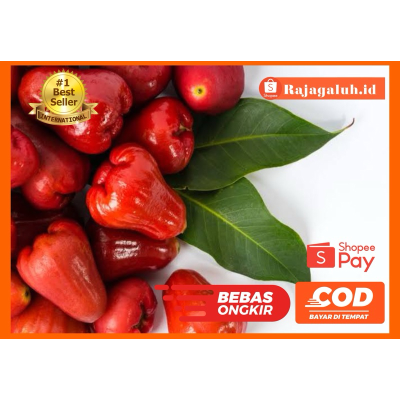 Bibit Jambu Air Citra Manis tabulampot