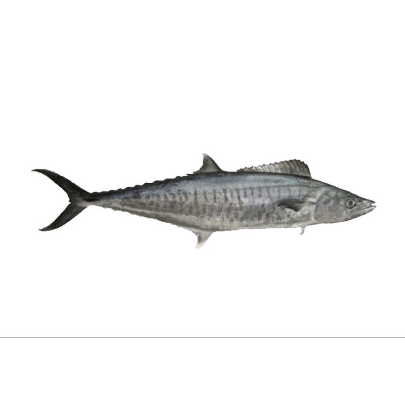 

Ikan Tenggiri Super Fresh (Ekspor Standar)