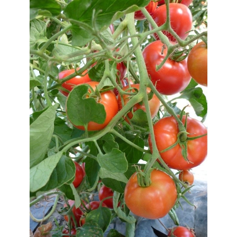 50± Biji - Benih Tomat sayur MERAH, buah lebat