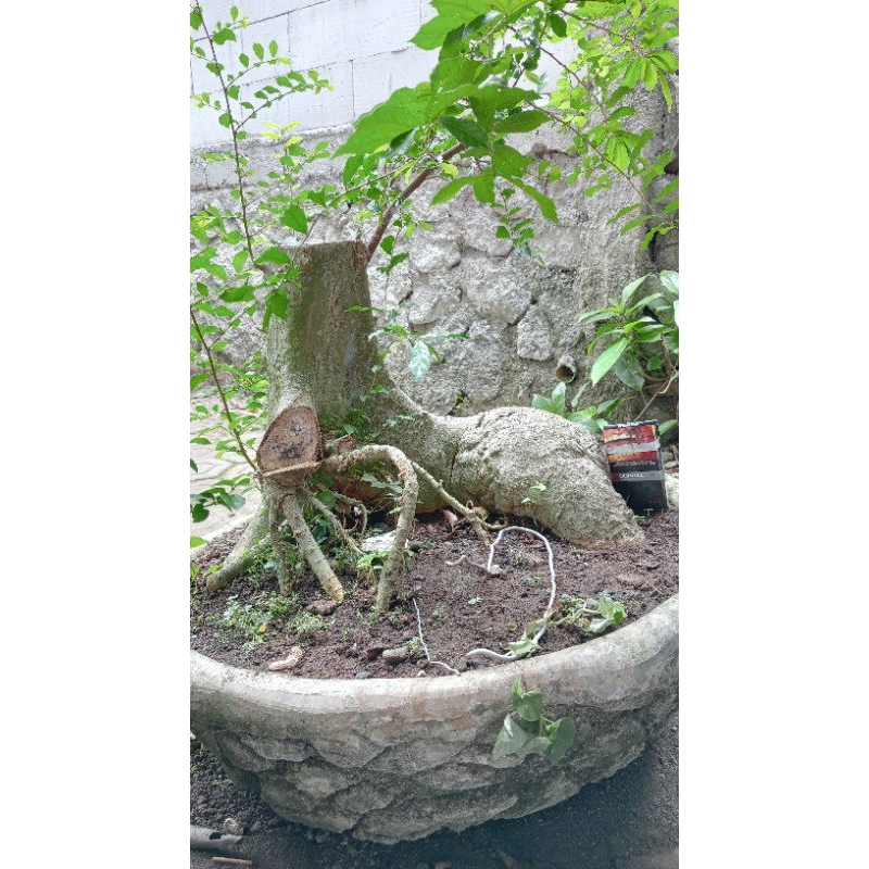 Bahan Bonsai Serut Meliuk Bunjin Realpict 03