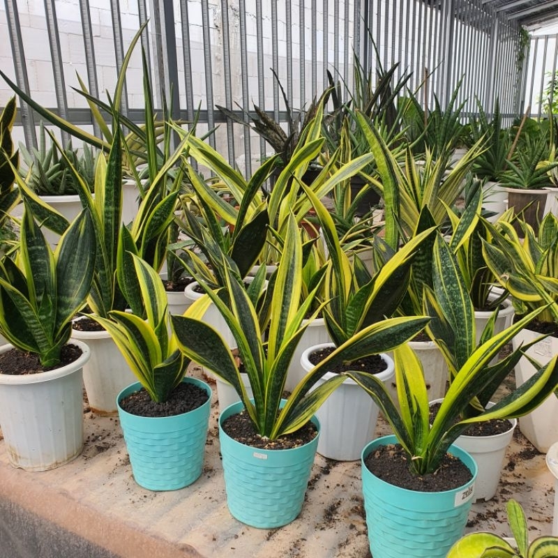 Sansevieria gold flame sanseviera trifasciata golden sanse sansi trifas lidah mertua daun pendek