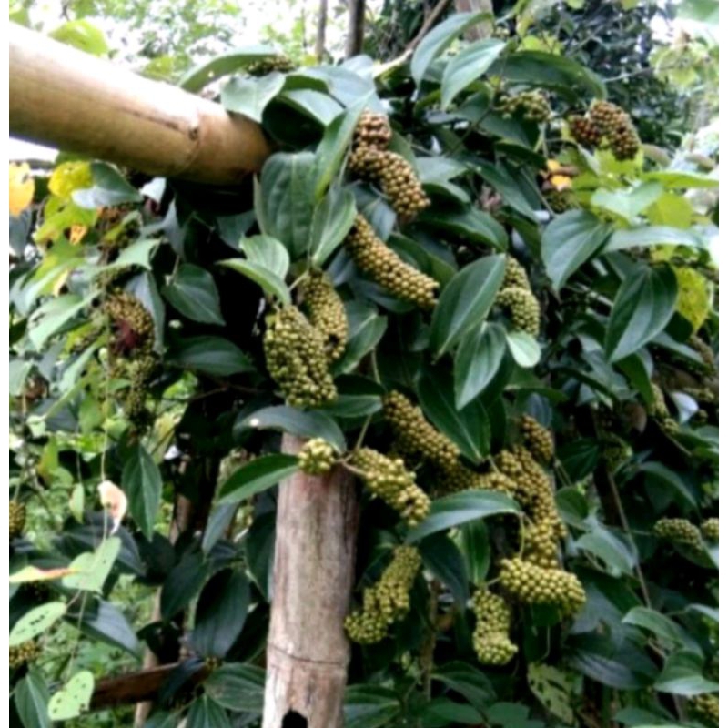 bibit benih kemukus super .bibit kemukus super tembaga. bibit rinu sudah berakar siap tanam (paket i