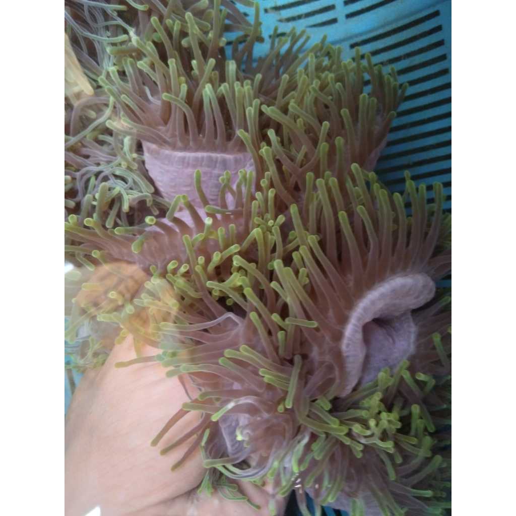 Anemon CLOWN Tip HIJAU - Green Tip Clown L.T. Anemone