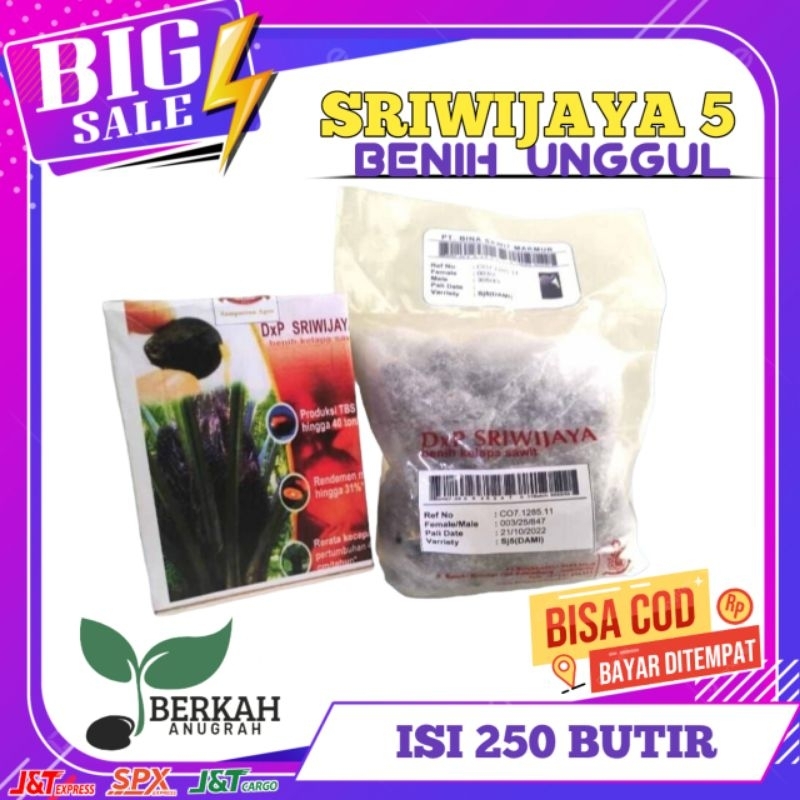 BENIH KECAMBAH SAWIT DXP SRIWIJAYA 5 & 6 UNGGULAN