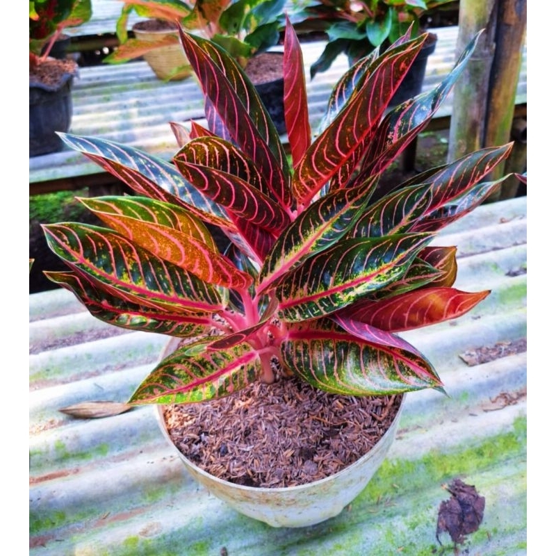aglonema POS AGLONEMA RED SUMATRA RUMPUN JUMBO